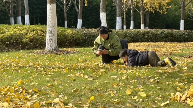 紫瑯花谷落葉不掃“繪制”趣景 限定浪漫傳遞生態(tài)之美